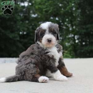 Sophia, Mini Bernedoodle Puppy